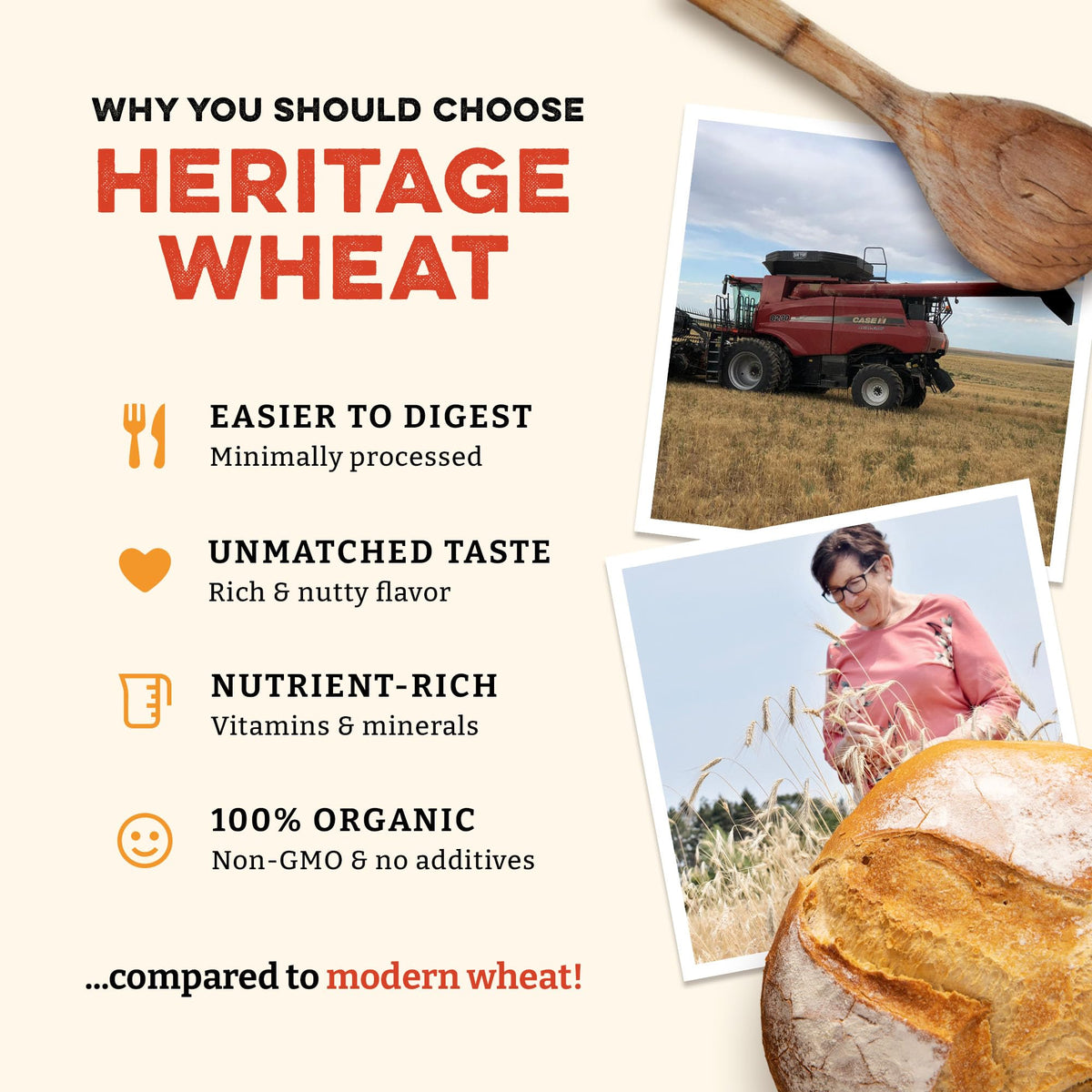 Sunrise Flour Mill heritage wheat field highlights traditional Turkey Red and White Sonora.