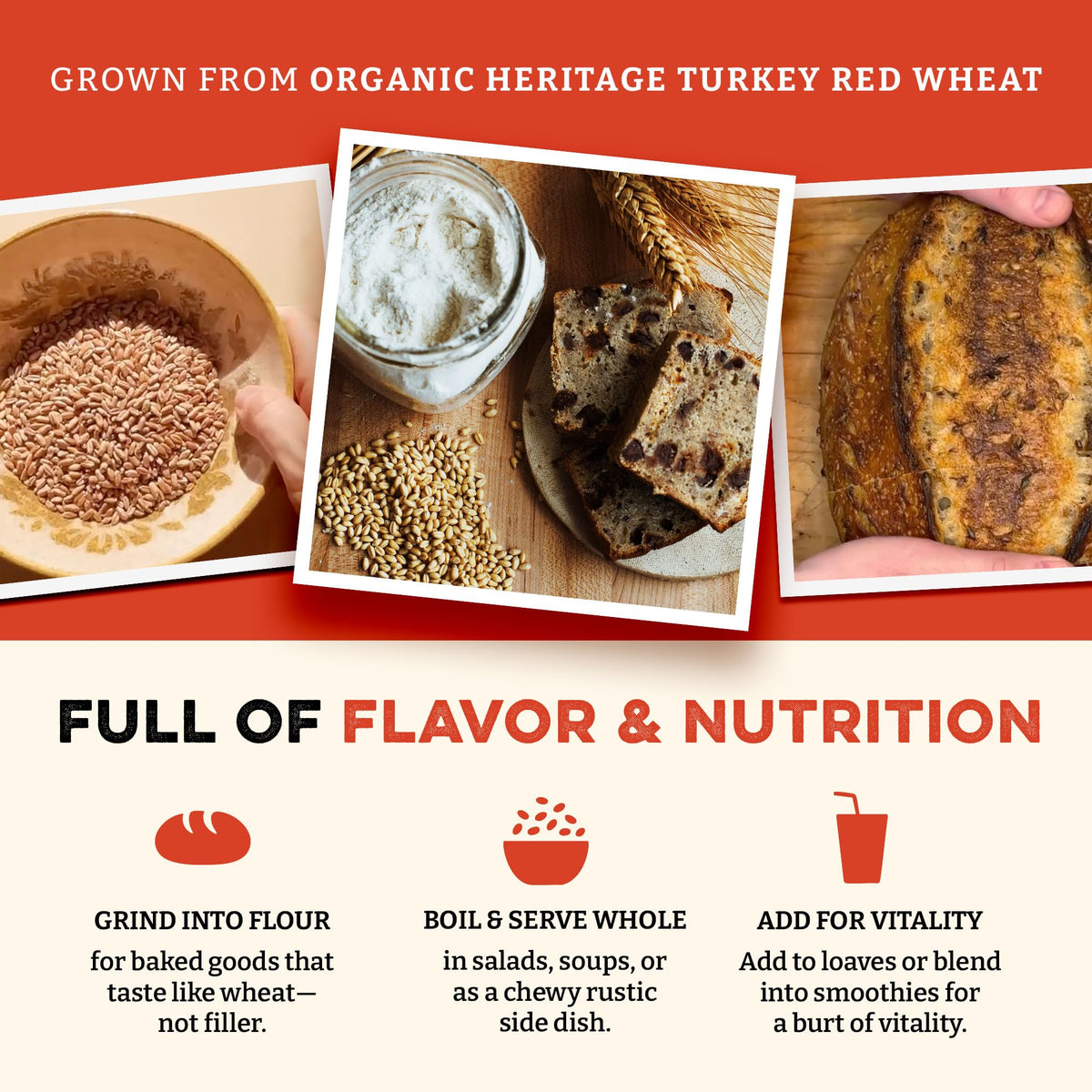 Sunrise Flour Mill wheat berries sprouting to boost salads and bowls.