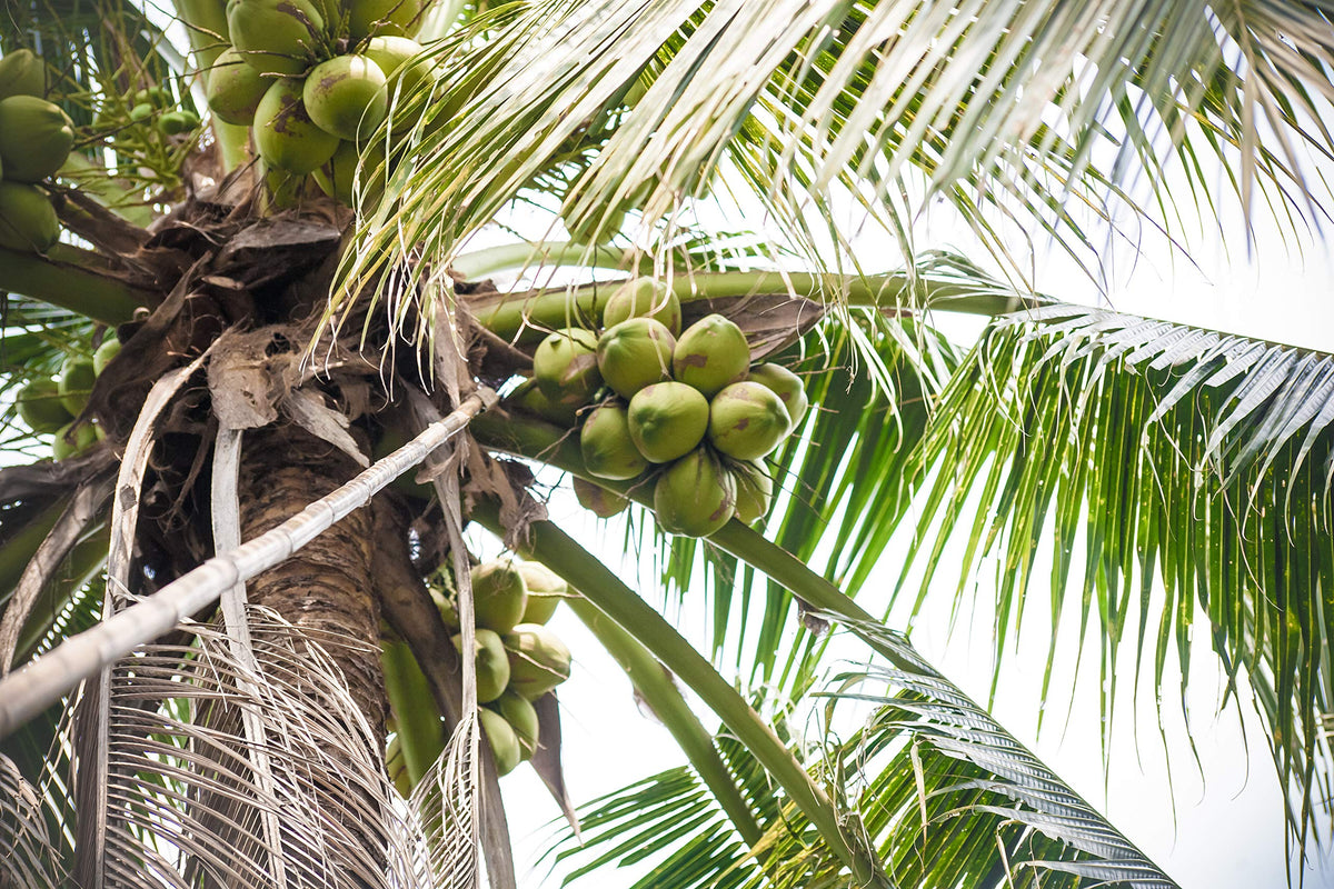 Taste Nirvana coconut closeup slices—natural fruit pieces in the bottle.
