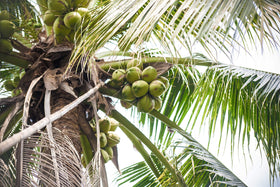 Taste Nirvana coconut closeup slices—natural fruit pieces in the bottle.