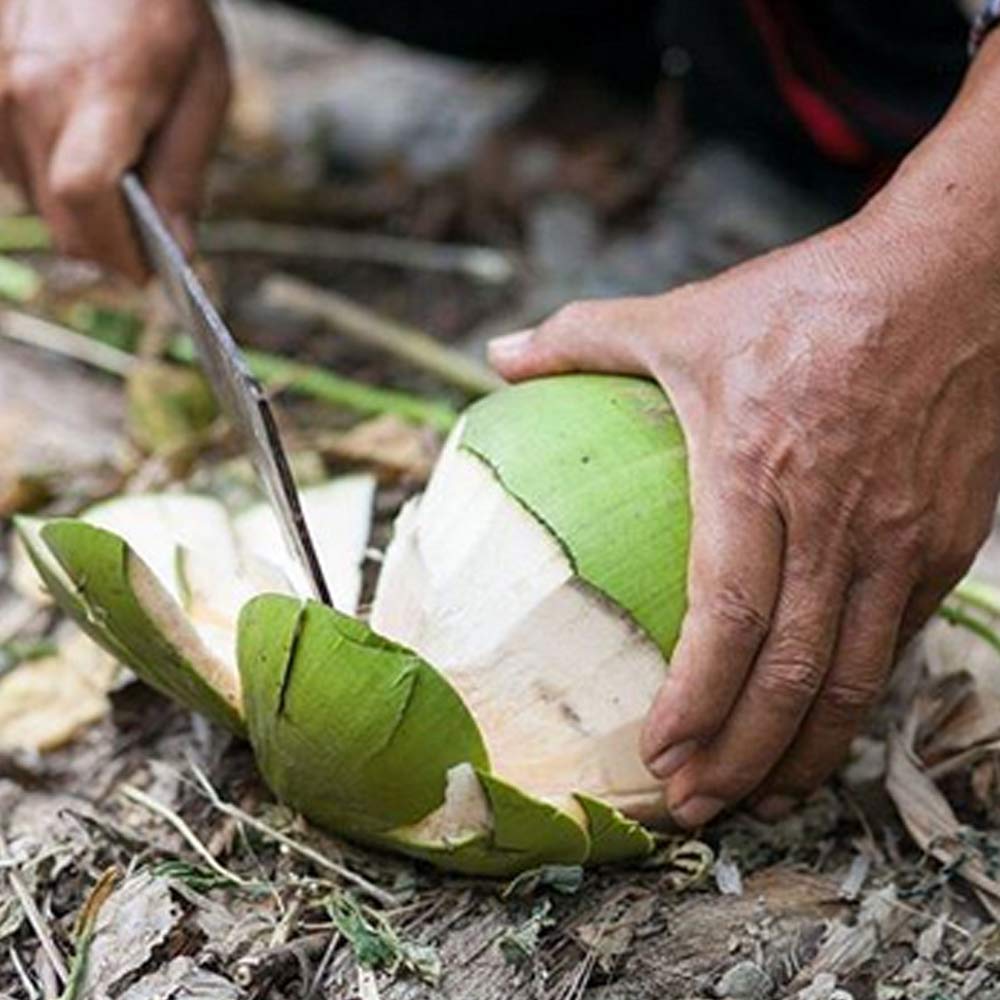 Taste Nirvana Nam Hom coconuts harvest scene highlighting peak flavor.