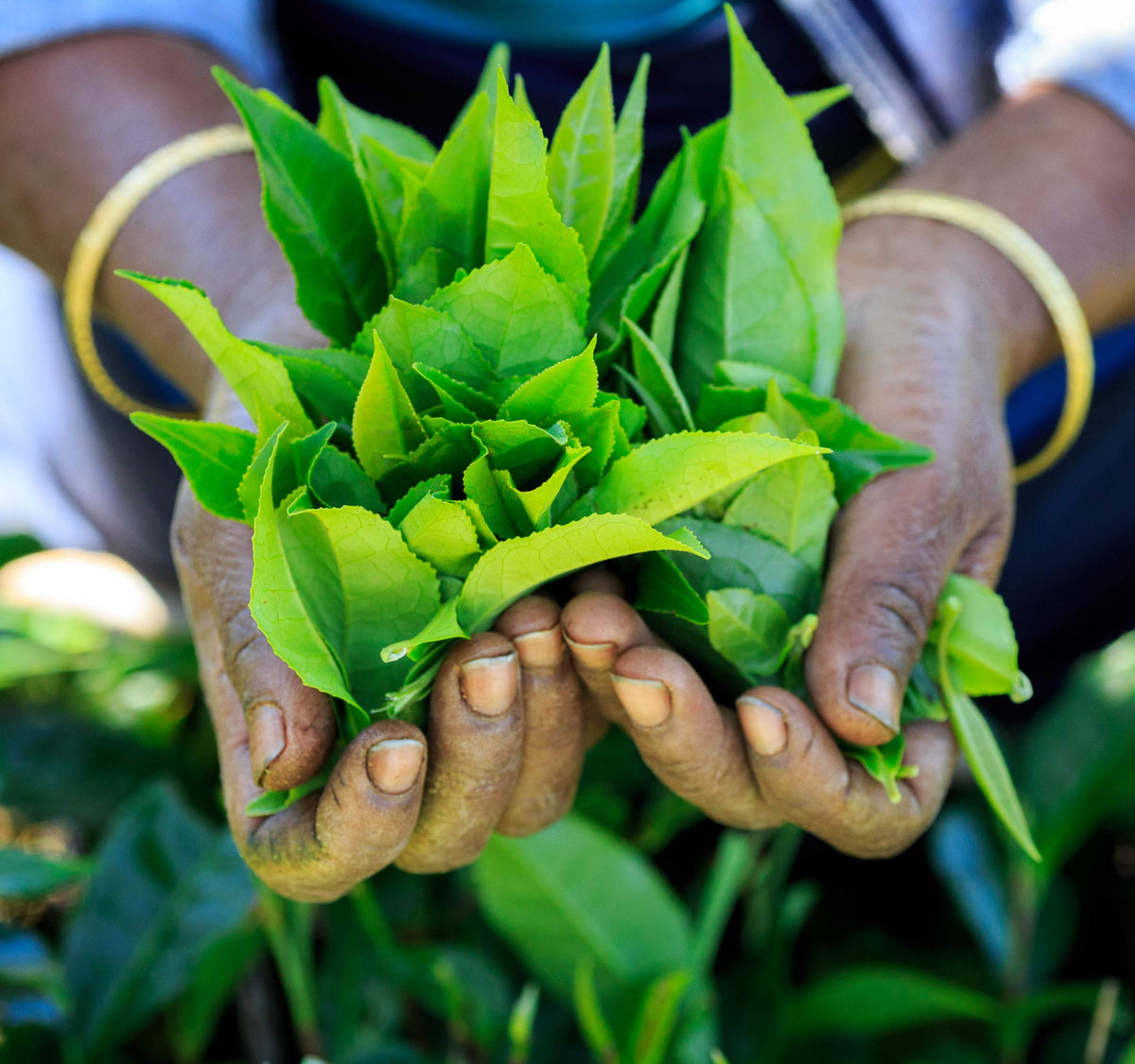 Tea & Trumpets citrus aroma enhances evening warmth in a comforting cup.