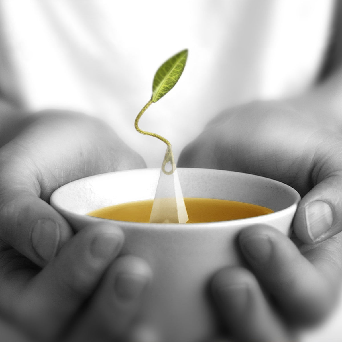 Tea Forte Oasis pyramid infuser delivers balanced flavor in a cozy mug.