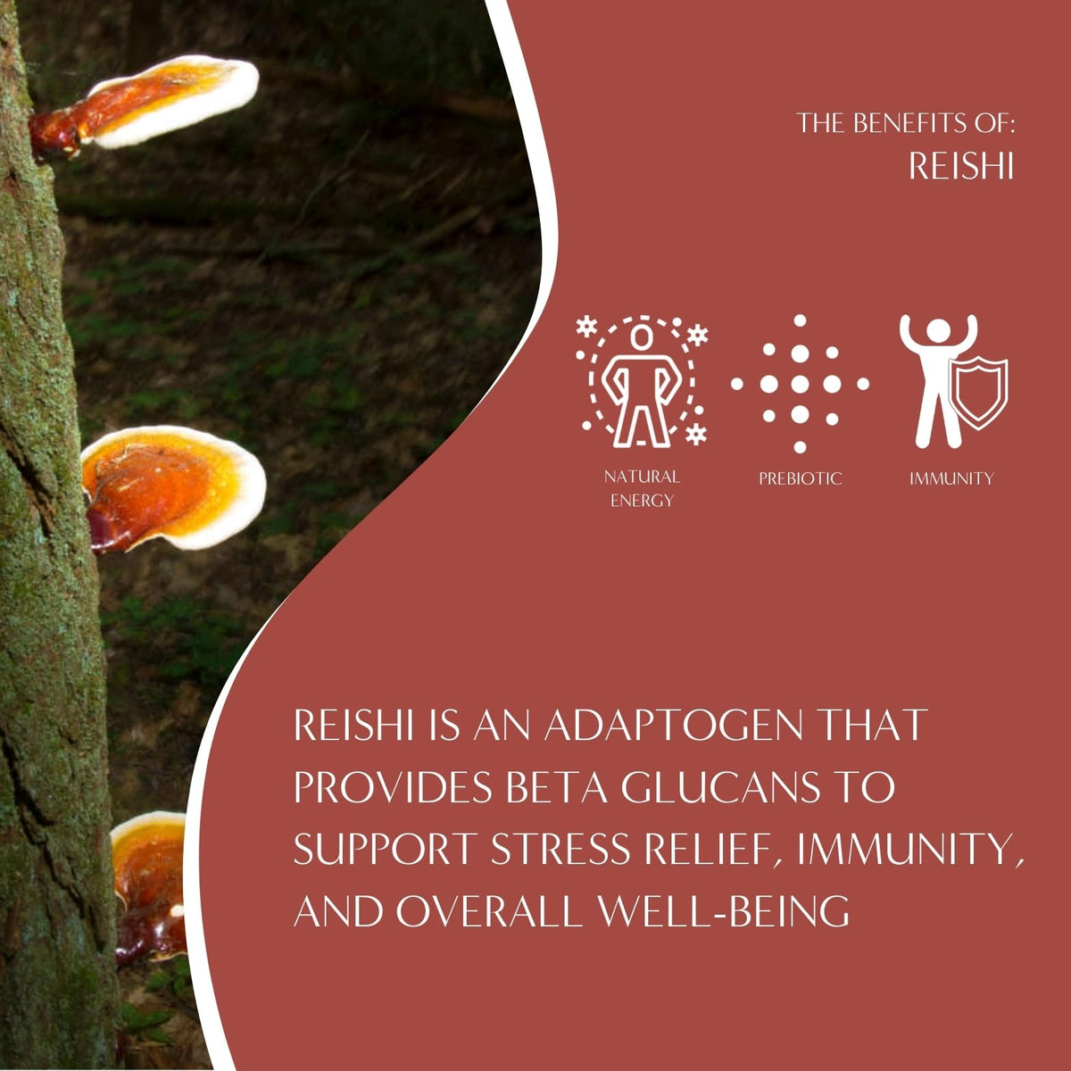 Teeccino eleuthero root slices emphasize energizing herbal notes.