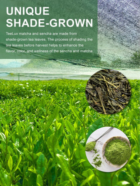 TeeLux Hand-picked tea buds image emphasizes quality and purity