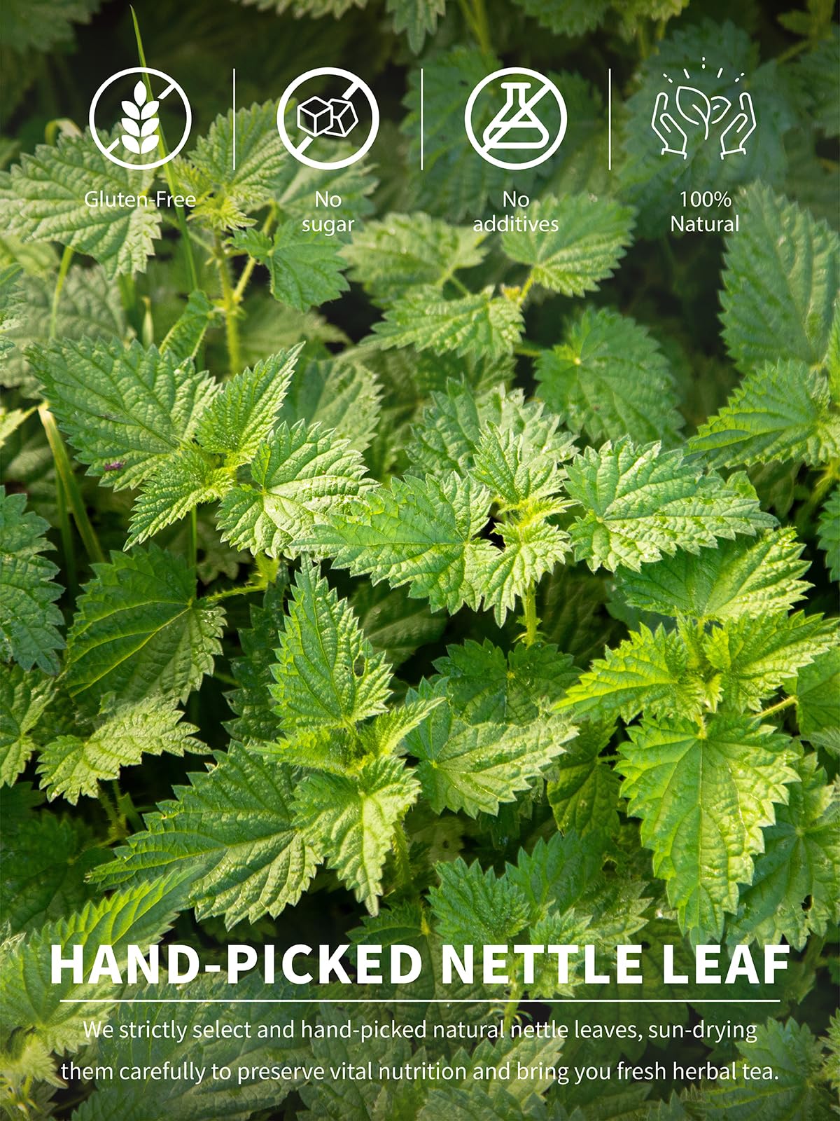 TeeLux nettle leaf tea leaves close-up displays natural color for quality.