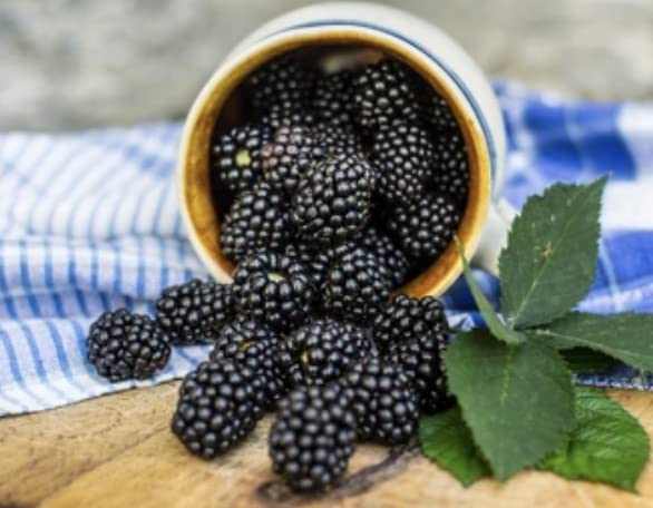 Tennessee's Best small-batch jam handcrafting showcased in a jar