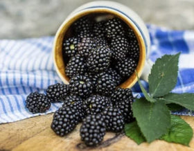 Tennessee's Best small-batch jam handcrafting showcased in a jar