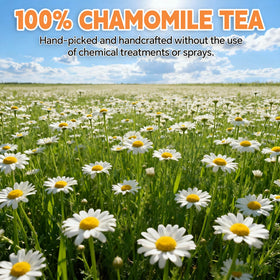 Tenyxarae chamomile tea bags packaging highlighting eco-friendly materials