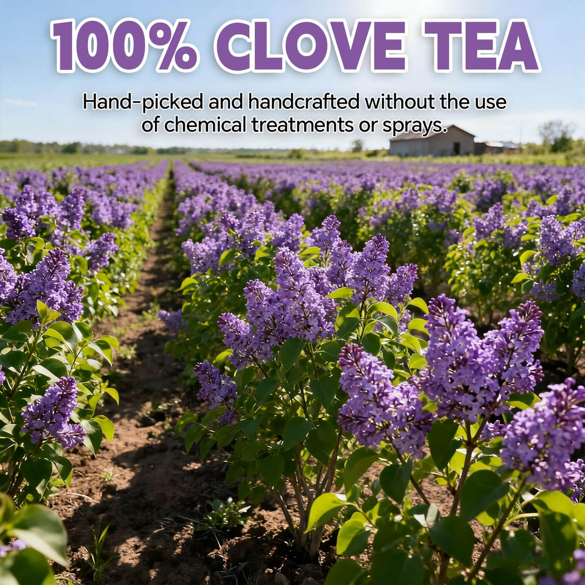 Tenyxarae clove tea brew creates a steaming cup with depth.