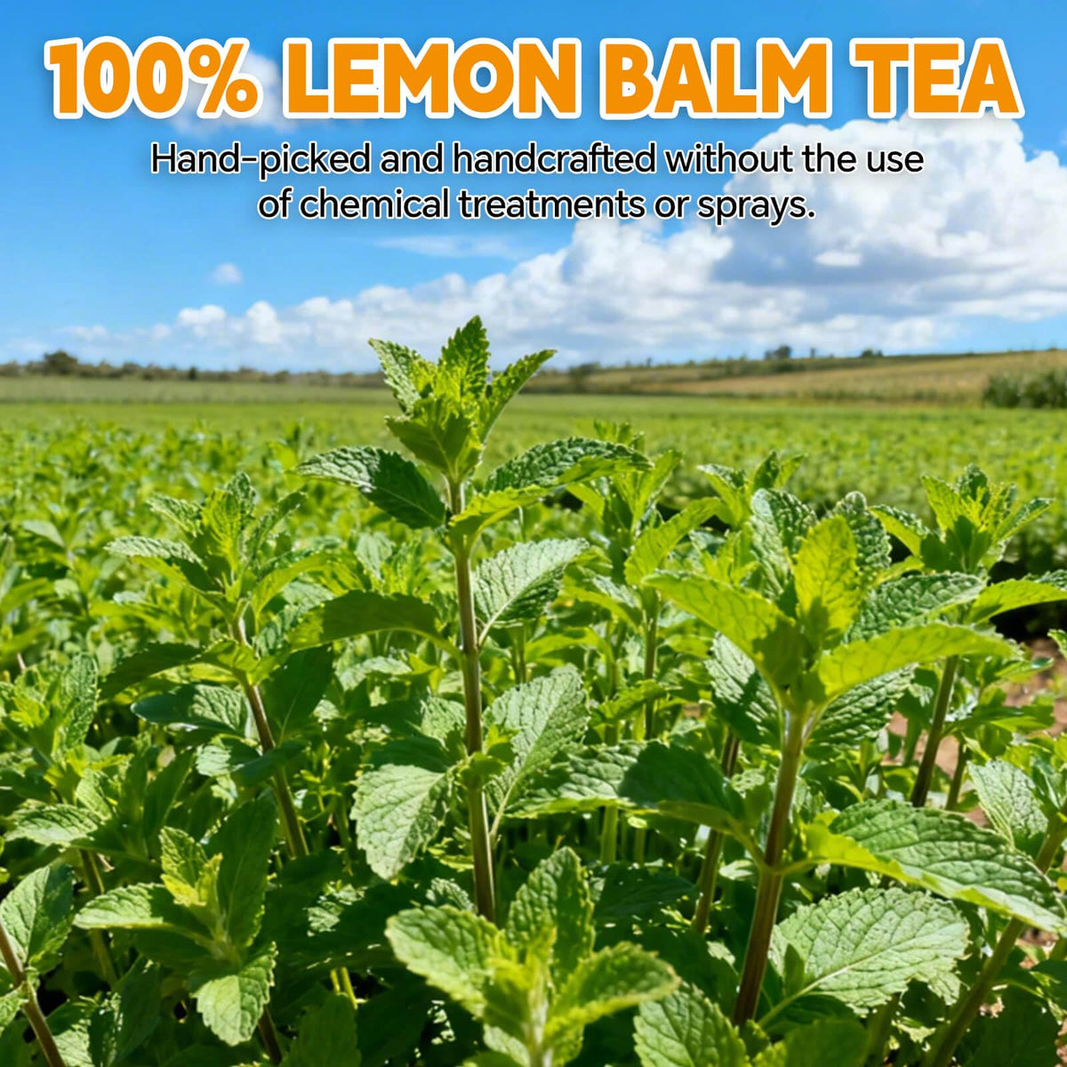 Tenyxarae lemon balm tea leaves closeup, emphasizing natural ingredients.