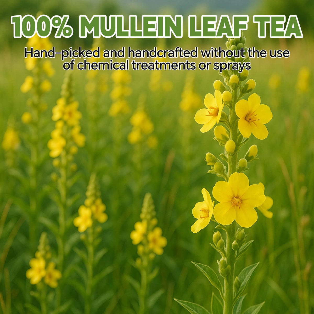 Glass cup of brewed mullein tea with warm color and calming aroma