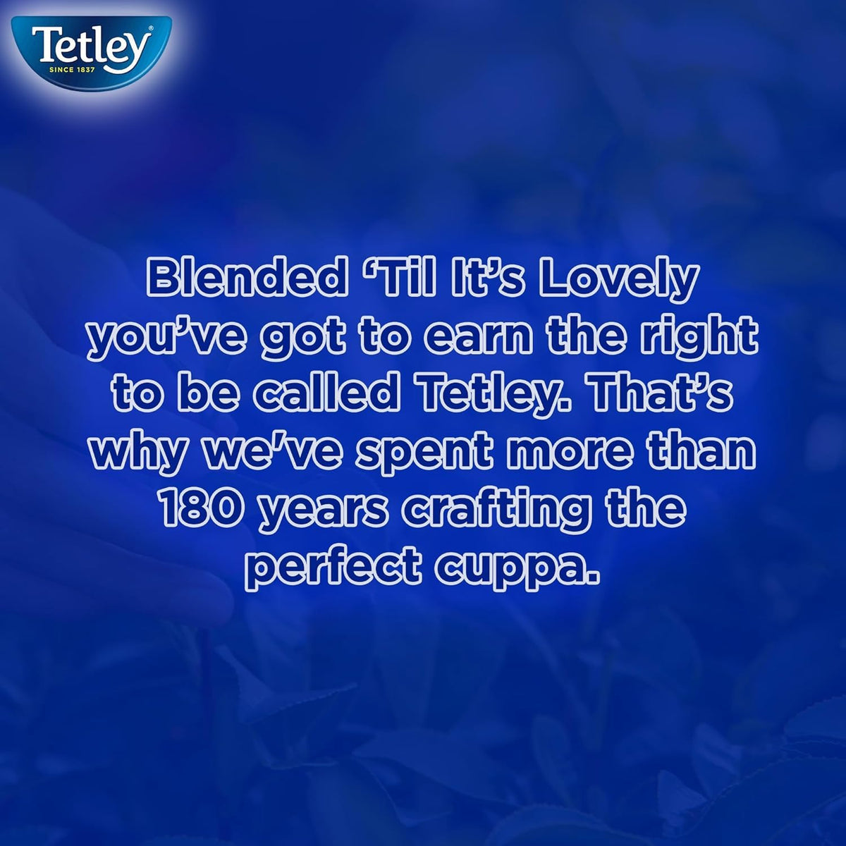 Tetley Decaf Tea Bags 80ct steaming cup inviting a soothing moment.