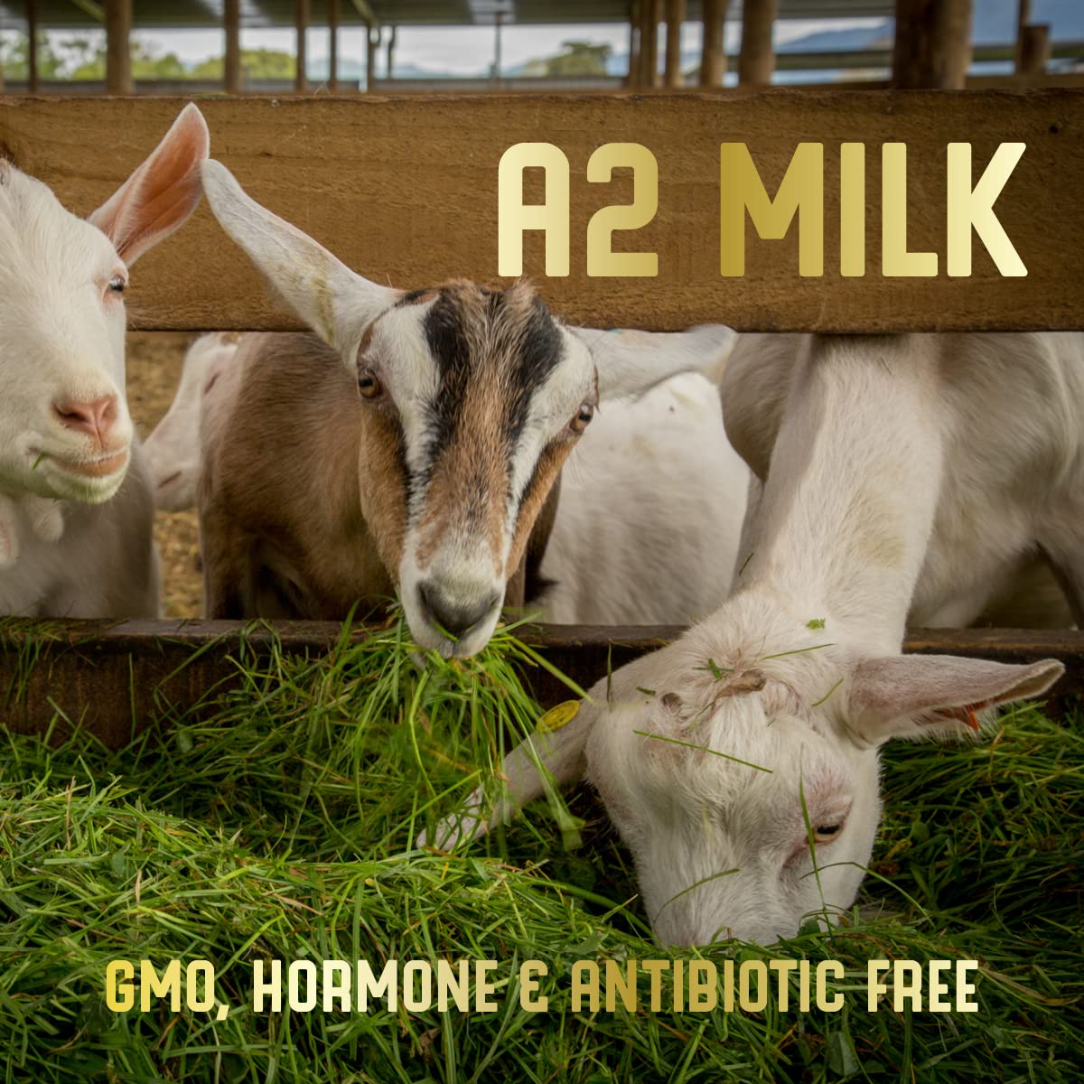 The Good Goat Milk Company goats in pasture highlight outdoor-raised nutrition.