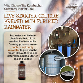 The Kombucha Company natural-probiotic-source highlights live cultures