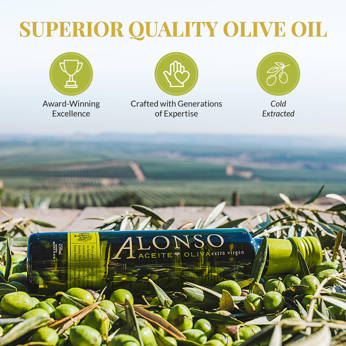 The Olive Trading Co. Alonso Coratina EVOO olive tree harvest captures sun-kissed olives at peak ripeness.