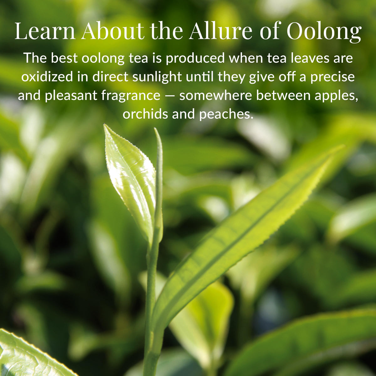 The Republic of Tea Double Milk Oolong label close-up highlights premium blend