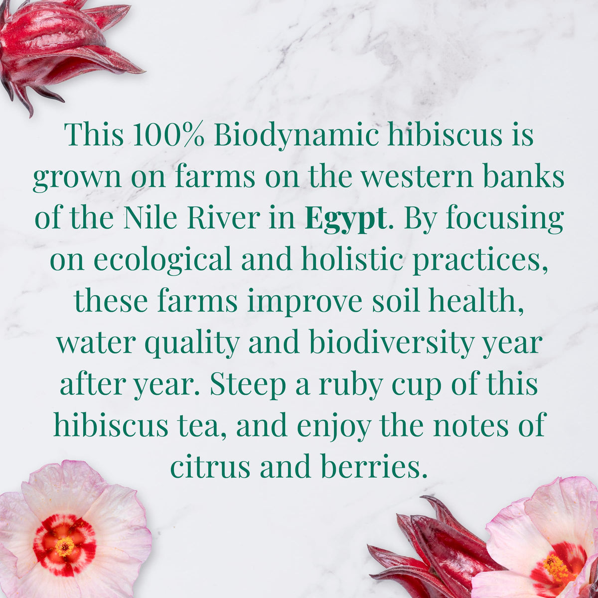 The Republic of Tea Egyptian hibiscus flowers close-up with vibrant red petals