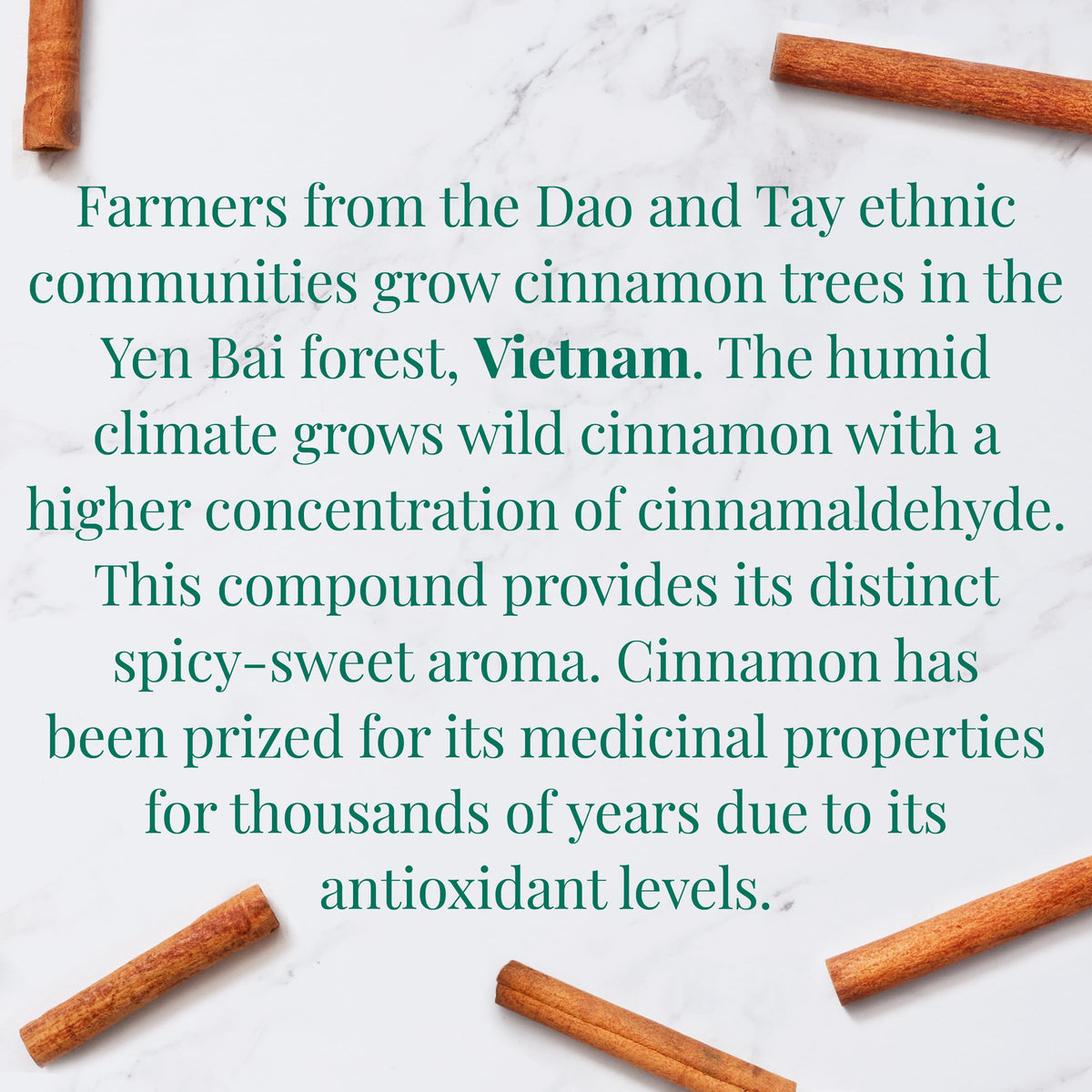 Dried cinnamon close-up from The Republic of Tea origin, rich aroma for cozy mornings.