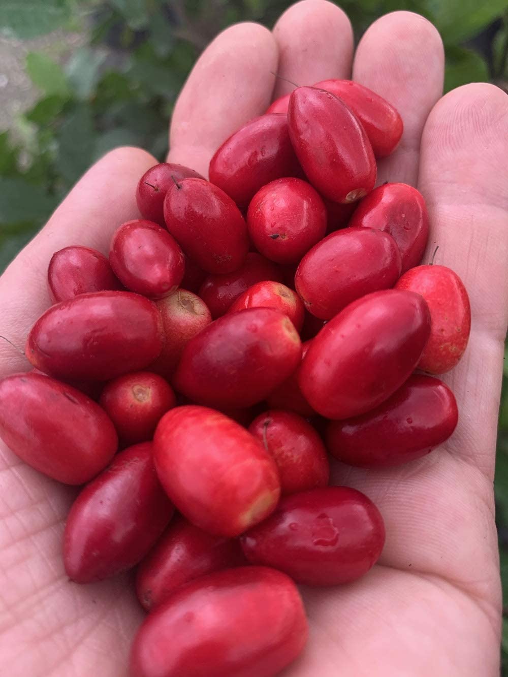 The Snozzberry Farm storage tips: keep berries in a cool, dry place.