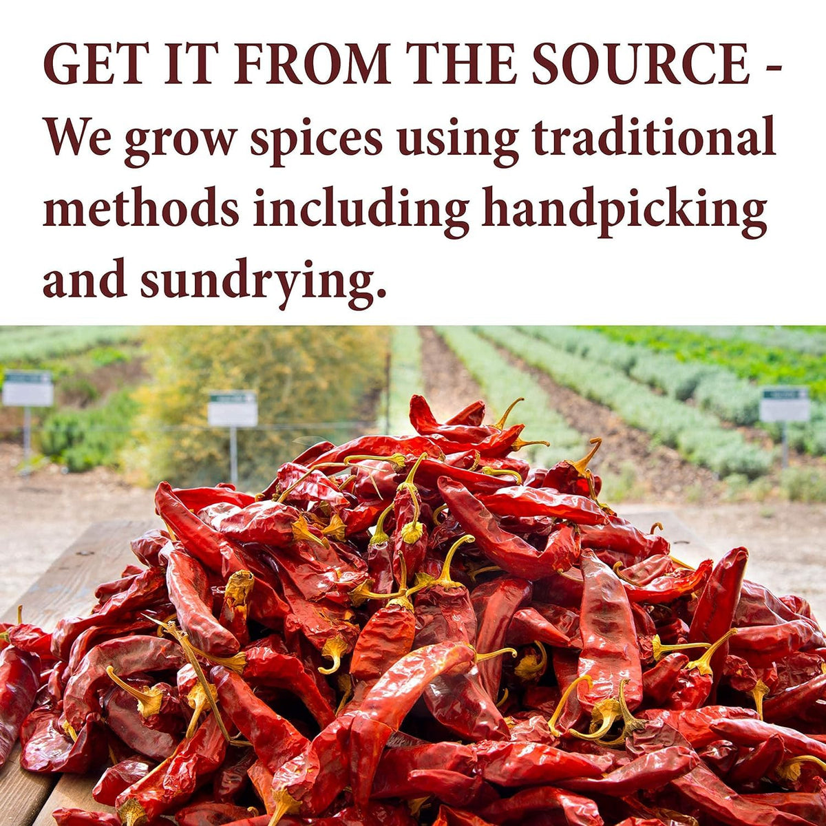 The Spice Way farm-to-table image showcasing fresh herbs in the blend.