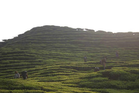The Tao of Tea organic certification seal on packaging signals trusted origin.