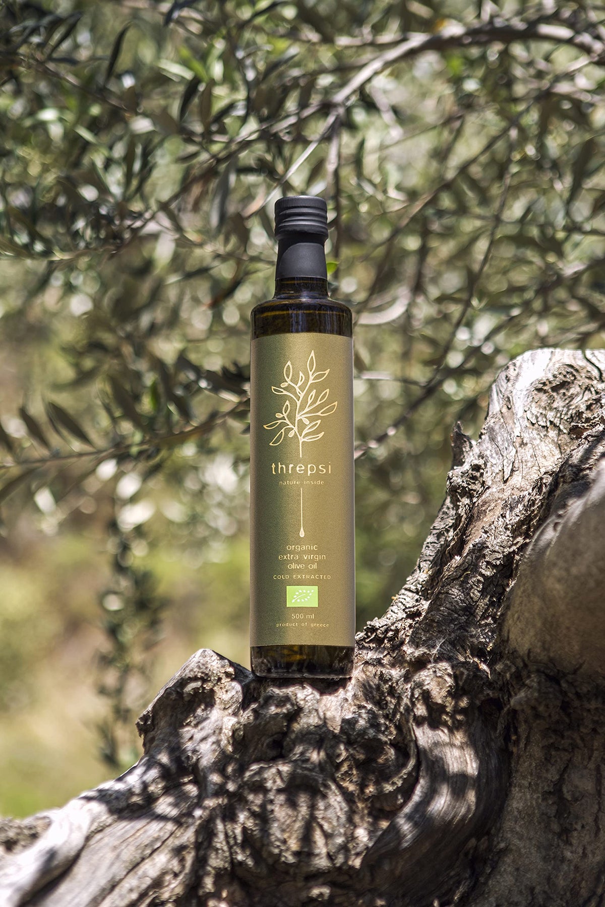 Threpsi Koroneiki olives closeup highlights rich fruity flavor.