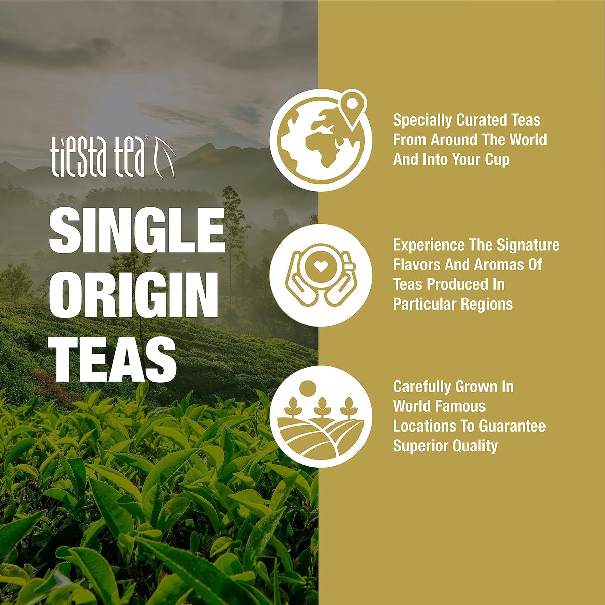 Tiesta Tea Jasmine Pearls bloom in hot water, fragrant uplift.