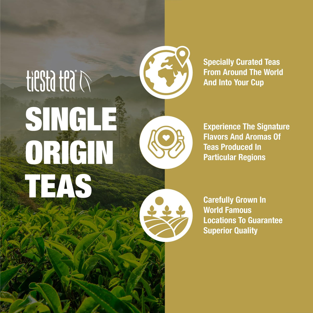 Tiesta Tea Milk Oolong tin supports up to 50 cups with fresh flavor.