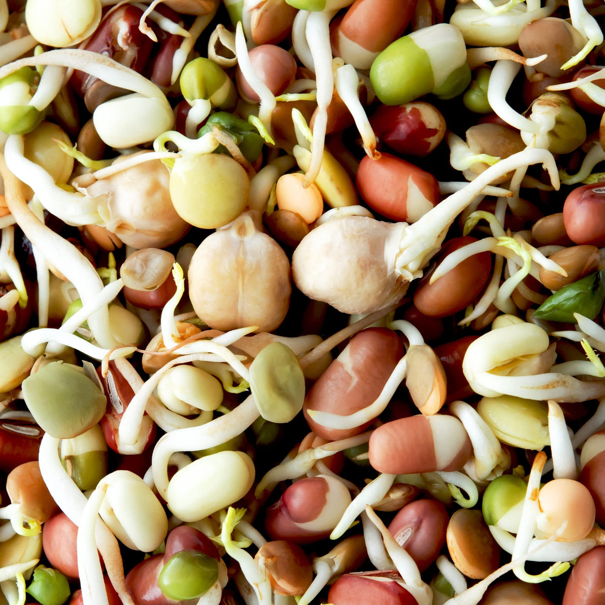 Todd's Seeds 1 lb pack of protein sprouting mix