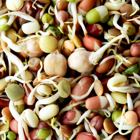 Todd's Seeds 1 lb pack of protein sprouting mix