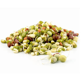 Todd's Seeds protein bean sprouting mix with green peas for protein-rich sprouts