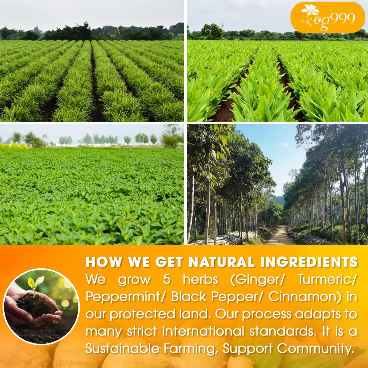 Steeping TOG999 Anti-Inflammaheb tea creates a warm aromatic cup
