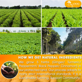 TOG999 Anti-Inflammaheb tea bag showcasing black pepper depth