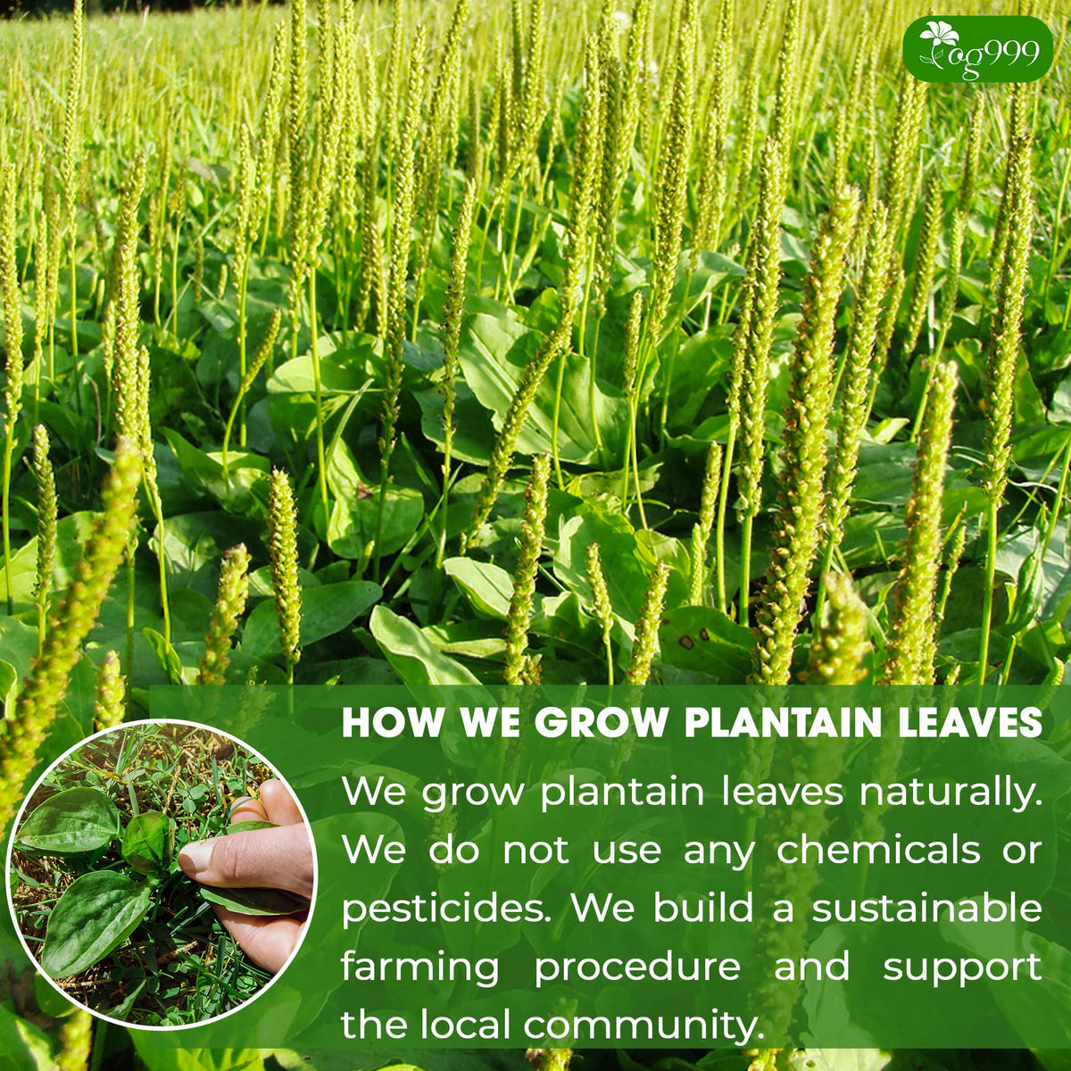 TOG999 biodegradable corn fiber tea bag supports sustainable buying