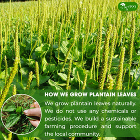 TOG999 biodegradable corn fiber tea bag supports sustainable buying