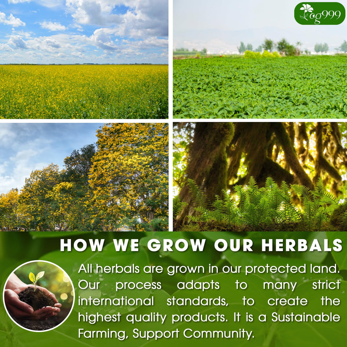 TOG999 biodegradable corn-fiber tea bags for eco-friendly brewing