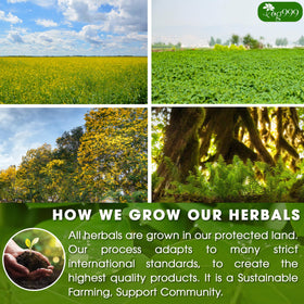 TOG999 biodegradable corn-fiber tea bags for eco-friendly brewing