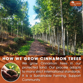 TOG999 biodegradable corn-fiber tea bags support eco-friendly tea moments