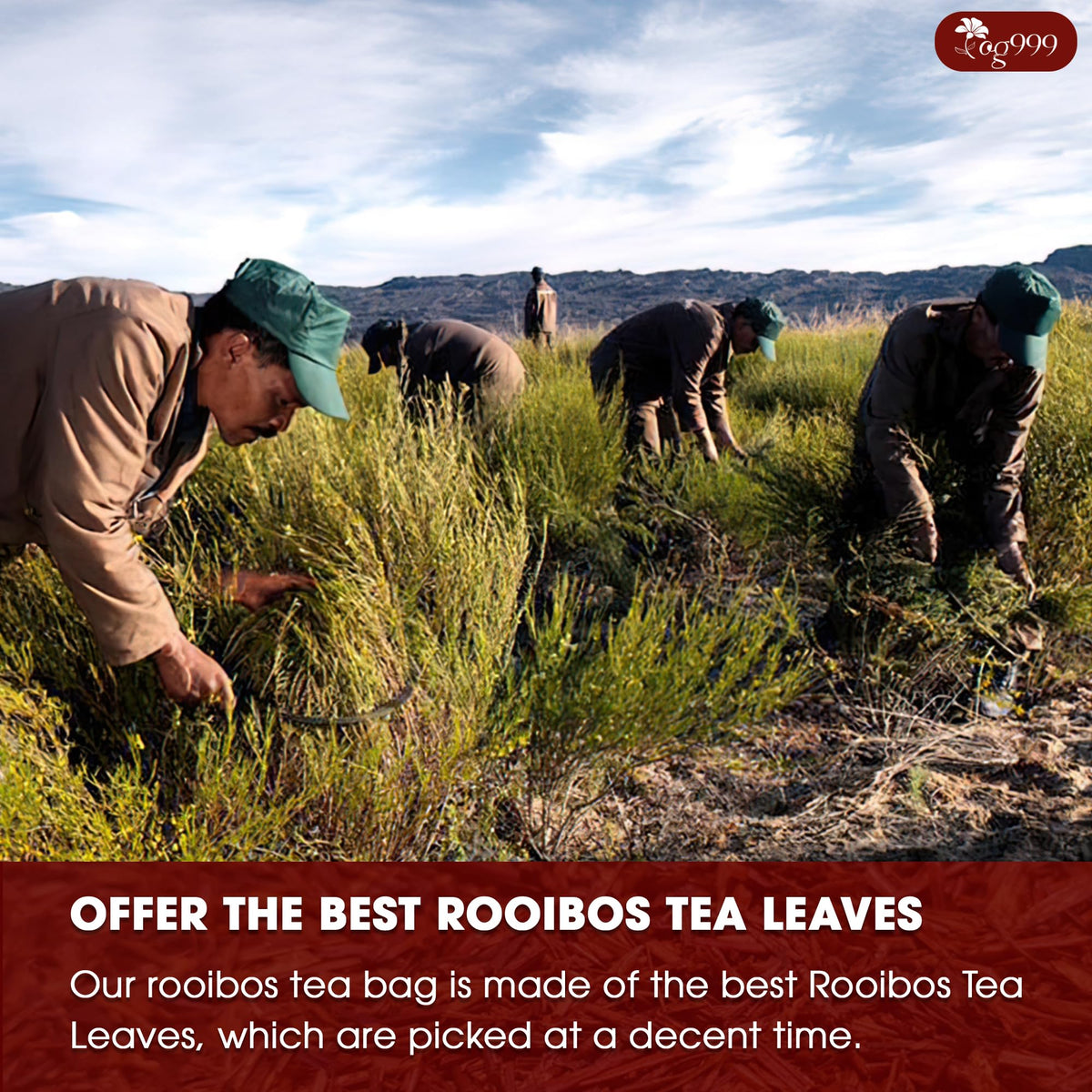 Biodegradable corn fiber TOG999 tea bags without strings or dyes