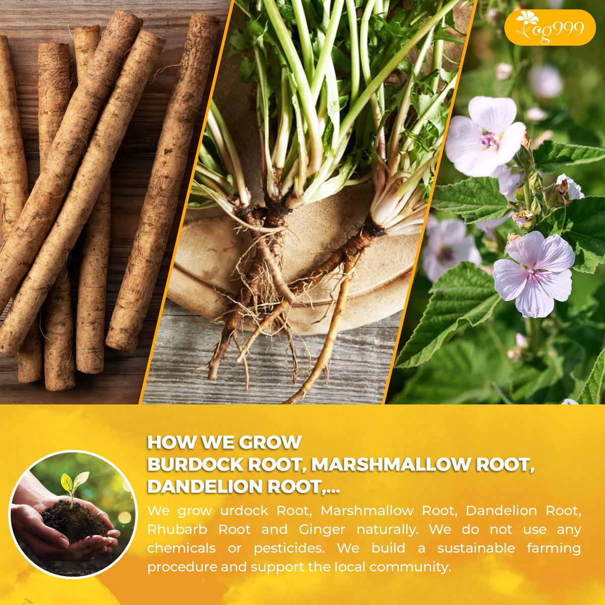 Close-up of TOG999 Essiac tea roots emphasizing natural ingredients