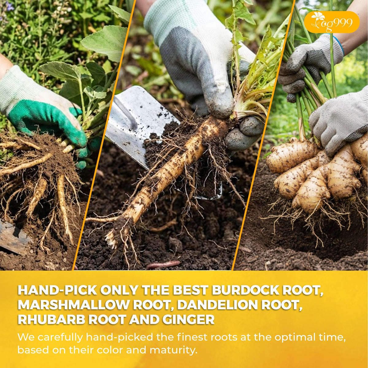 Sustainable farm fields grow TOG999 Essiac ingredients for responsible sourcing
