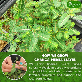 TOG999 Handmade processing of premium Chanca Piedra leaves