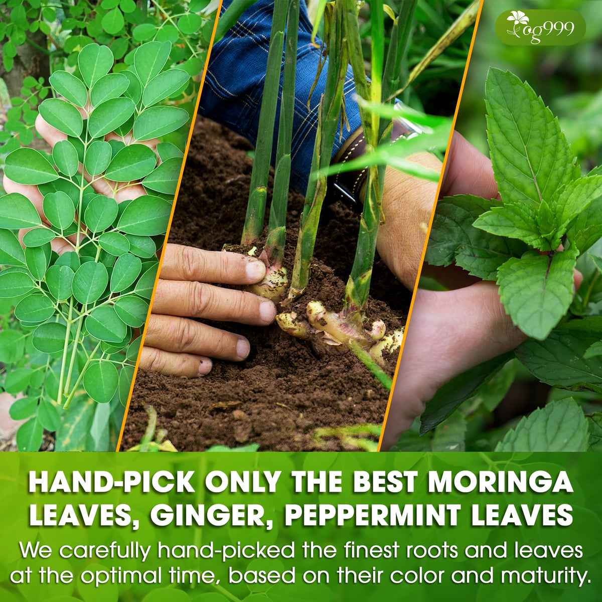 TOG999 moringa leaf closeup showcases vibrant, herbal ingredients.