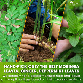TOG999 moringa leaf closeup showcases vibrant, herbal ingredients.