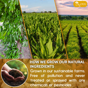 TOG999 natural farm to cups story connecting fresh ingredients to daily tea ritual