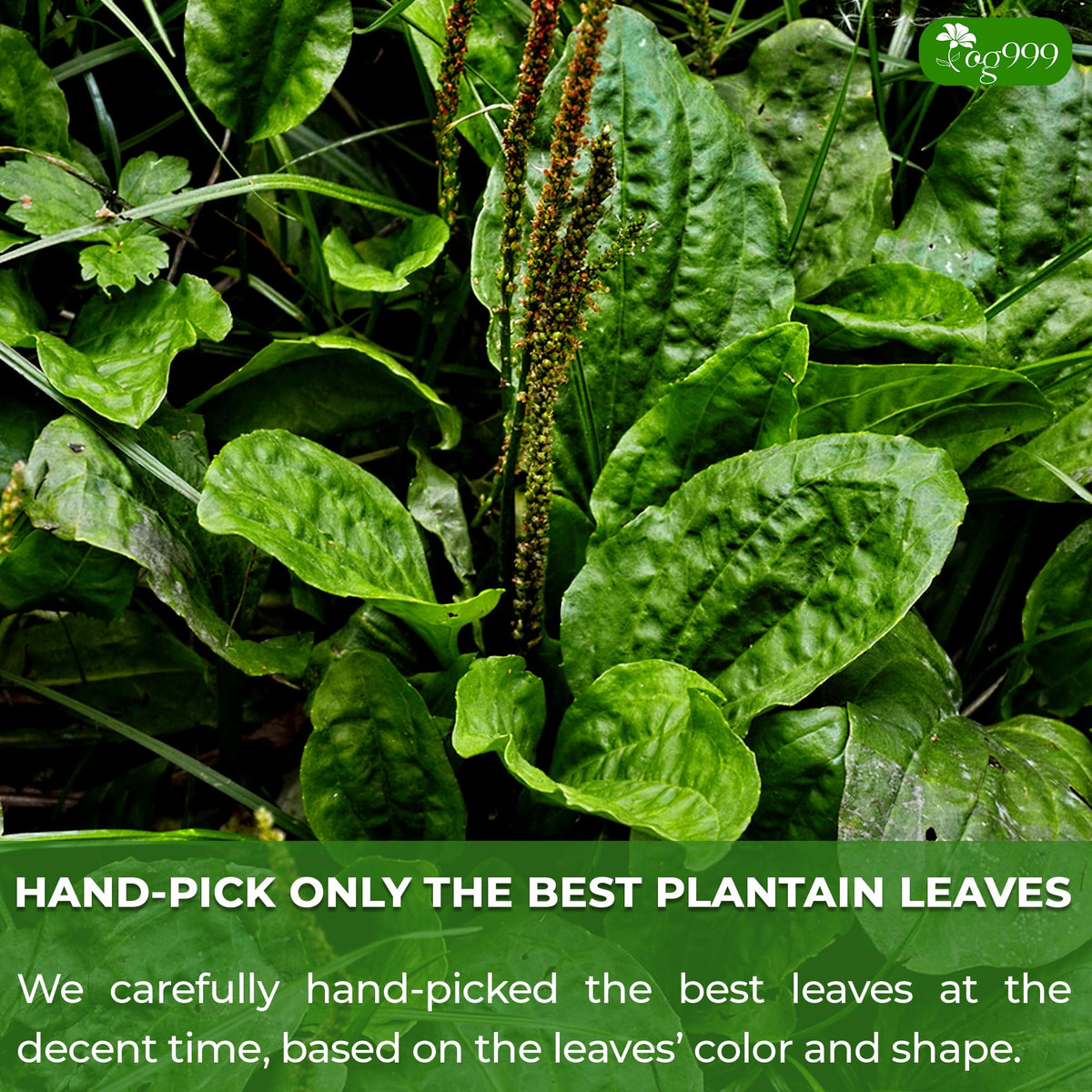 TOG999 plantain leaf tea brew in cup reveals rich mellow flavor