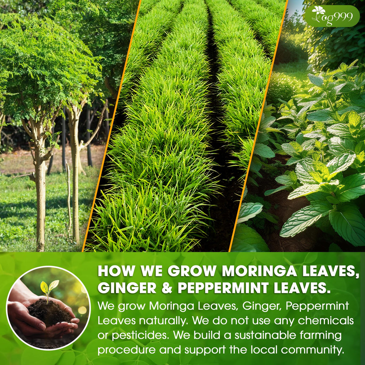 TOG999 steaming cup aroma conveys natural, inviting herbal fragrance.