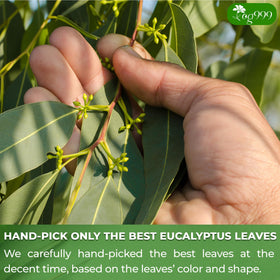 TOG999 steeping eucalyptus tea in a cup with fragrant aroma rising.