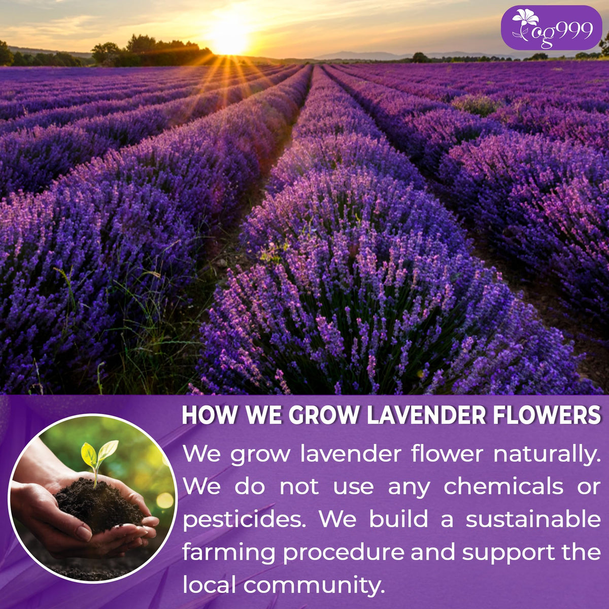 TOG999 sun-dried lavender close-up capturing rich texture and fragrance